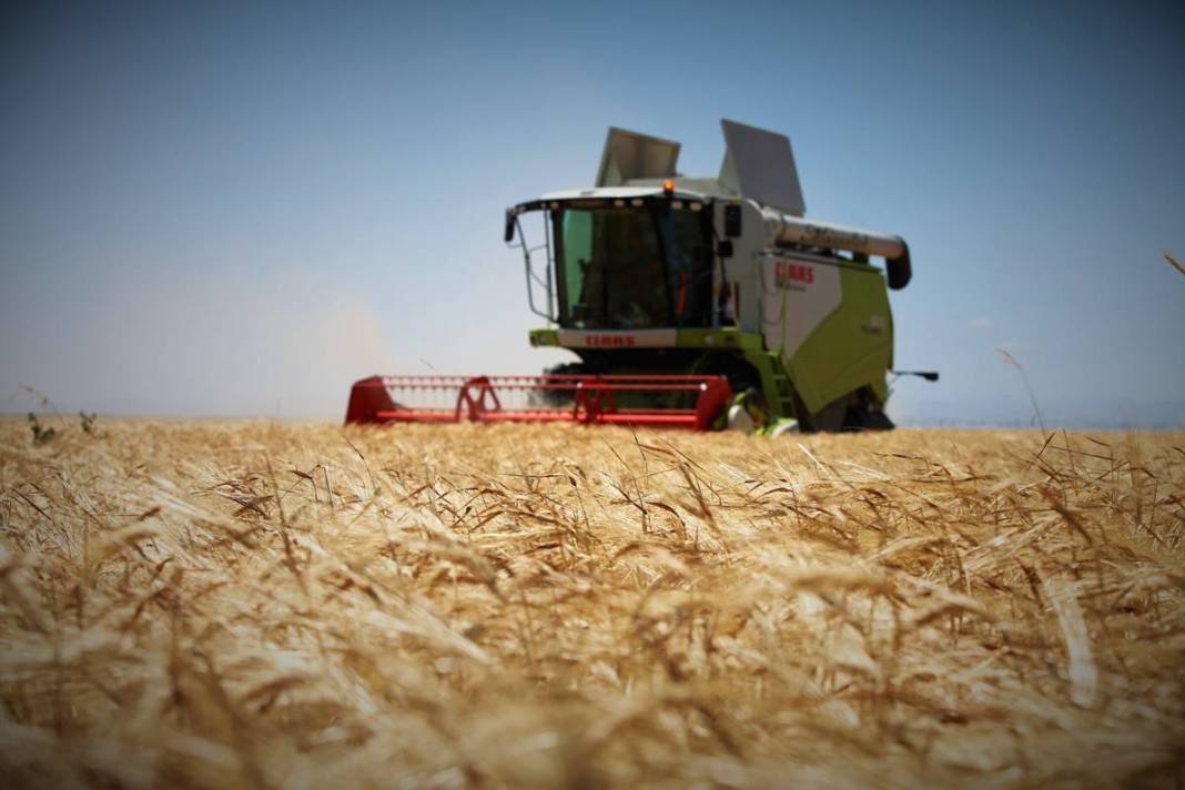 Yağmurdan sonra ortaya çıktı, tarla sahibi büyük şaşkınlık yaşadı! 1.80 metre uzunluğunda, sonunda makarna olacak 14